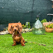 Twix participe au concours pour gagner de l'argent avec cette photo : dog, puppy, dachshund, grass, leaf, garden, flower_pot, plant, outdoor, greenery, glass_bottle, pet, animal, cute, small_dog, nature, fence, yard, playful, canine