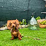 animal, canine, cute, dachshund, dog, fence, flower_pot, garden, glass_bottle, grass, greenery, leaf, nature, outdoor, pet, plant, playful, puppy, small_dog, yard