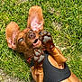Twix a rejoint le concours — aidez-le/la à gagner de superbes lots ! dog, puppy, dachshund, grass, ears, paws, black_harness, playful, outdoor, pet, animal, cute, brown_fur, tongue, sunlight, lying_down, young_dog, happy, nature, closeup