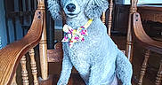 Gypsy is registered to the contest to win money with this photo: dog, poodle, curly_fur, gray_fur, bow_tie, floral_bow_tie, sitting, portrait, indoors, wooden_chair, ornate_furniture, polished_wood, home, dining_room, kitchen, pet, companion_animal, adorable, formal_pose, photography