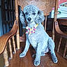 dog, poodle, curly_fur, gray_fur, bow_tie, floral_bow_tie, sitting, portrait, indoors, wooden_chair, ornate_furniture, polished_wood, home, dining_room, kitchen, pet, companion_animal, adorable, formal_pose, photography