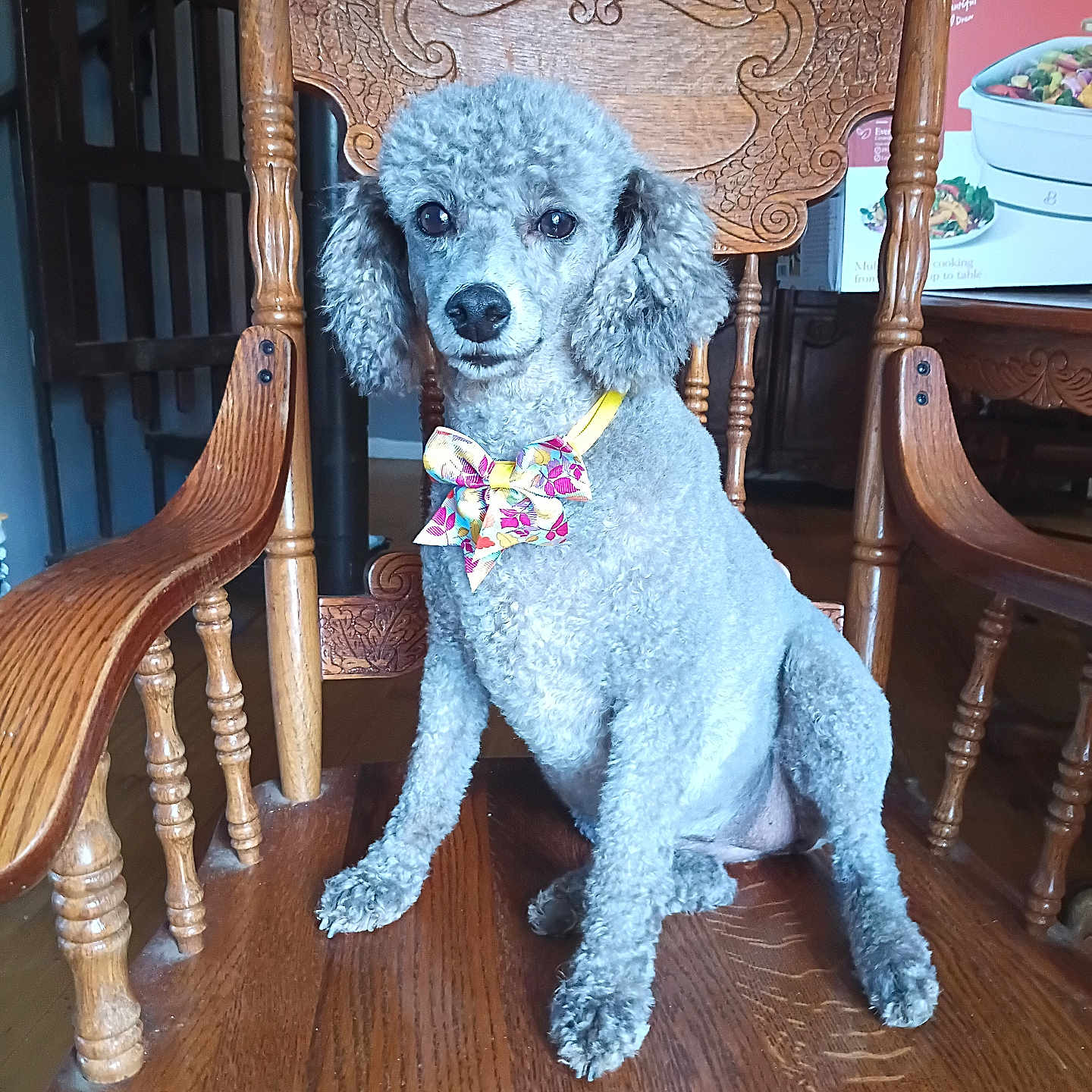Gypsy is registered to the contest to win money with this photo: dog, poodle, curly_fur, gray_fur, bow_tie, floral_bow_tie, sitting, portrait, indoors, wooden_chair, ornate_furniture, polished_wood, home, dining_room, kitchen, pet, companion_animal, adorable, formal_pose, photography
