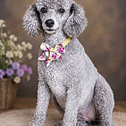 Gypsy is registered to the contest to win money with this photo: dog, poodle, silver_coat, curly_fur, bow_tie, floral_bow, portrait, studio_photography, sitting, front_view, pet, companion_animal, fancy, elegant, flowers, flower_pot, rug, indoor, watermark, groomed