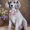 dog, poodle, silver_coat, curly_fur, bow_tie, floral_bow, portrait, studio_photography, sitting, front_view, pet, companion_animal, fancy, elegant, flowers, flower_pot, rug, indoor, watermark, groomed