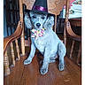 Gypsy is registered to the contest to win money with this photo: dog, poodle, curly_hair, witch_hat, costume, bow_tie, sitting, wooden_chair, rocking_chair, pet, animal, portrait, indoors, furniture, brown_wood, colorful, purple_hat, front_view, cute, photography