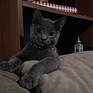 Smokie is registered to the contest to win money with this photo: animal, cat, close_up, collar, couch, cozy, curious, decor, furniture, gray_cat, home, indoor, lighthouse_model, miniature_houses, paws, pet, relaxed, shelf, soft_lighting, whiskers