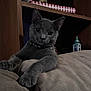 animal, cat, close_up, collar, couch, cozy, curious, decor, furniture, gray_cat, home, indoor, lighthouse_model, miniature_houses, paws, pet, relaxed, shelf, soft_lighting, whiskers