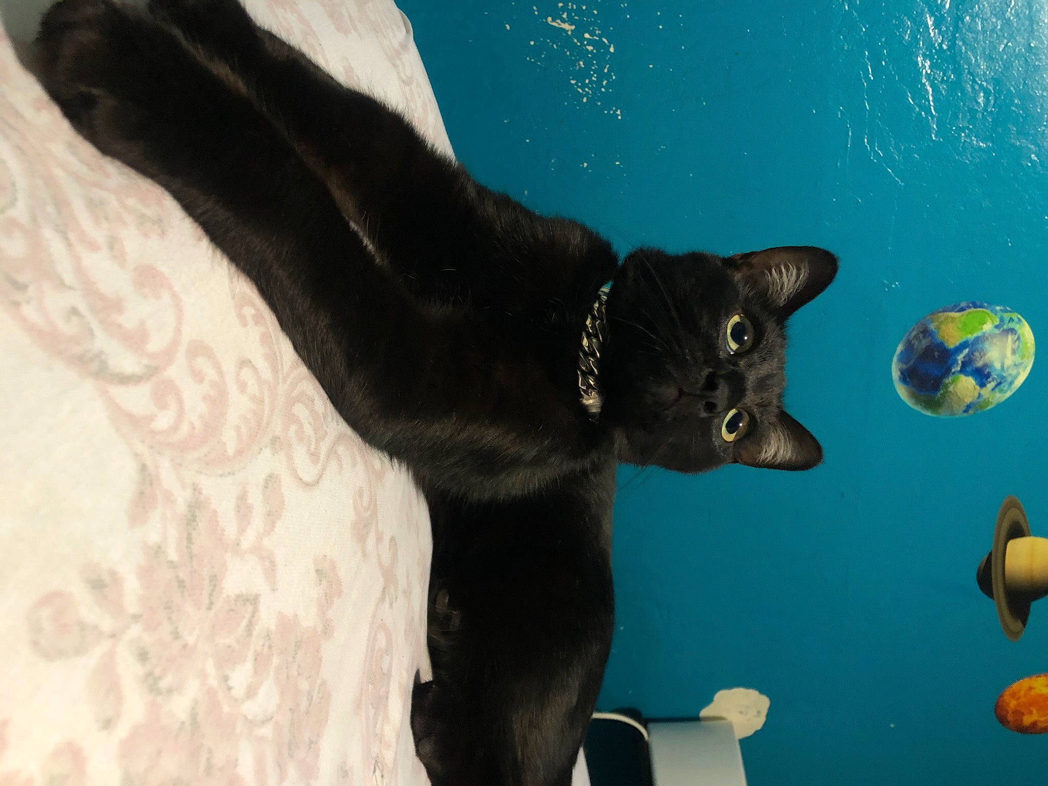 Blacky is registered to the contest to win money with this photo: carnivore, cat, domestic_short_haired_cat, electric_blue, felidae, fin, gesture, marine_mammal, sculpture, small_to_medium_sized_cats, tail, terrestrial_animal, water, whiskers