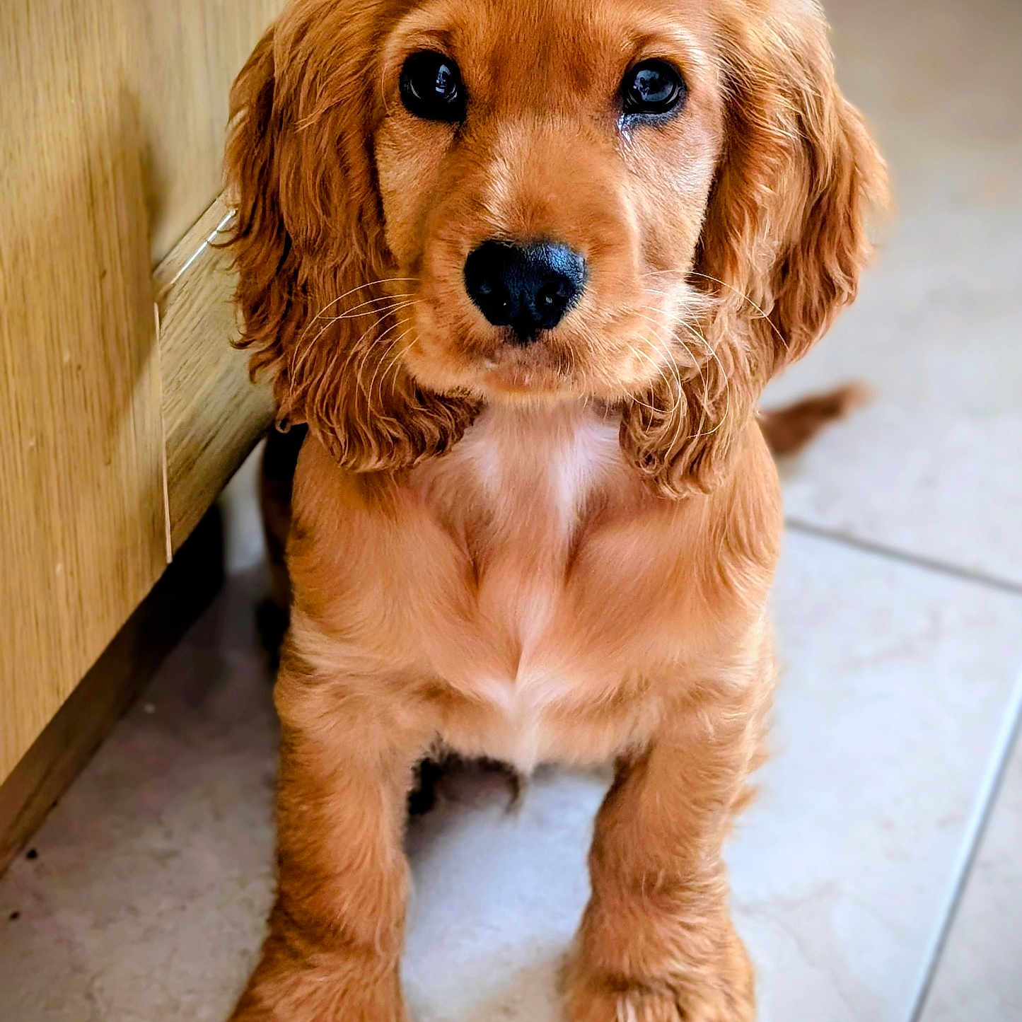 Rusty joined the competition — help win amazing prizes! adorable, animal, brown_fur, cabinet, canine, cute, dog, ears, eyes, floor, fur, indoor, looking_up, nose, pet, portrait, puppy, sitting, whiskers, young_dog