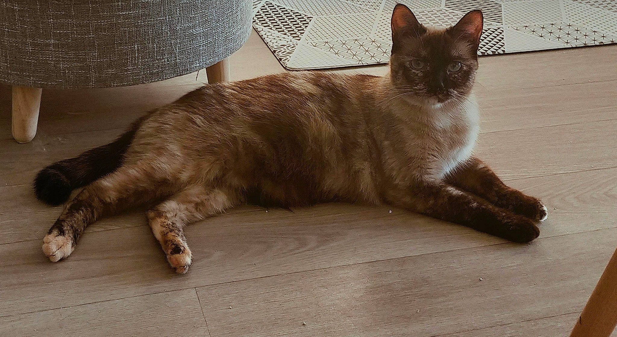 Sohana a rejoint le concours — aidez-le/la à gagner de superbes lots ! carnivore, cat, claw, comfort, domestic_short_haired_cat, fawn, felidae, flooring, foot, fur, hardwood, havana_brown, human_leg, liver, paw, small_to_medium_sized_cats, tail, terrestrial_animal, whiskers, wood