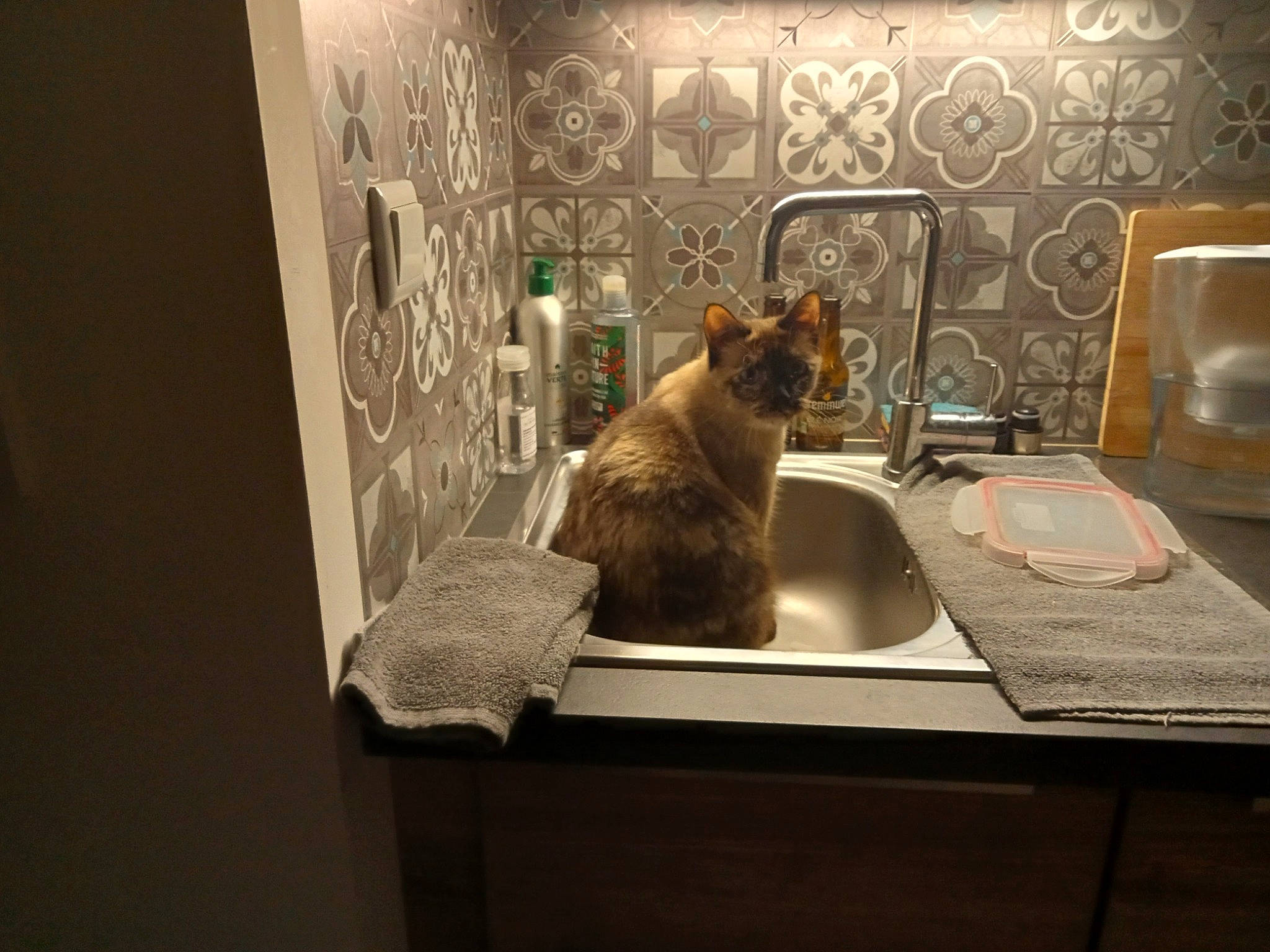 Sohana a rejoint le concours — aidez-le/la à gagner de superbes lots ! carnivore, cat, comfort, desk, fawn, felidae, floor, flooring, hardwood, linens, plate, plumbing_fixture, room, small_to_medium_sized_cats, still_life_photography, table, tail, tap, whiskers, wood