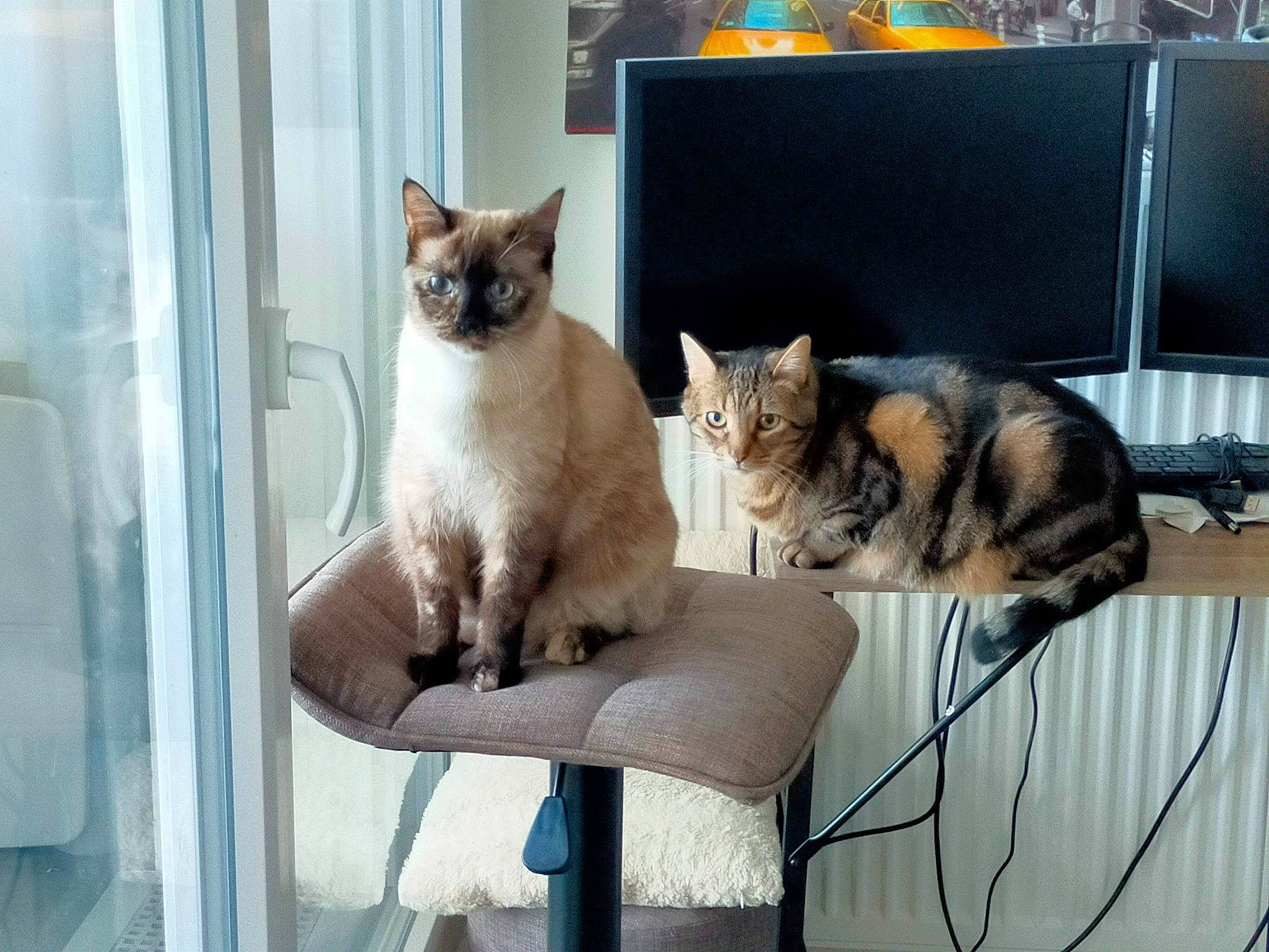 Sohana a rejoint le concours — aidez-le/la à gagner de superbes lots ! balinese, carnivore, cat, comfort, computer, computer_keyboard, computer_monitor, domestic_short_haired_cat, fawn, felidae, fur, mammal, pet_supply, siamese, small_to_medium_sized_cats, tail, thai, tonkinese, vertebrate, whiskers