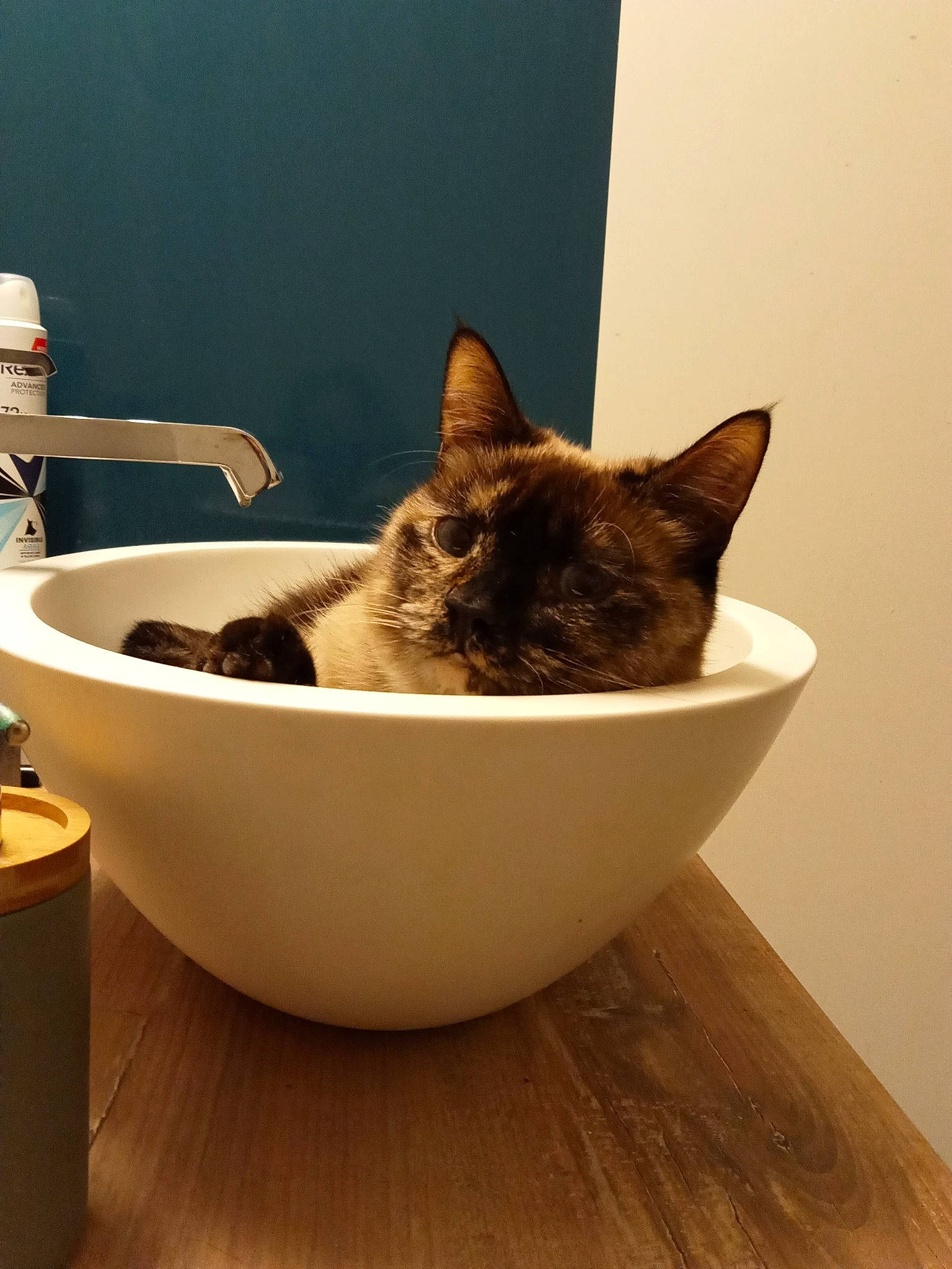 Sohana a rejoint le concours — aidez-le/la à gagner de superbes lots ! bathroom, carnivore, cat, cat_supply, comfort, domestic_short_haired_cat, felidae, flooring, fur, hardwood, laminate_flooring, pet_supply, plumbing_fixture, room, small_to_medium_sized_cats, tail, whiskers, wood, wood_flooring, wood_stain