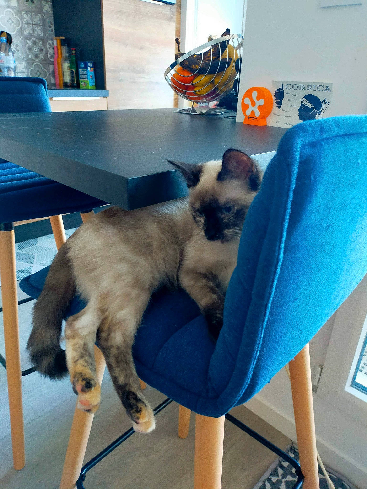 Sohana participe au concours pour gagner de l'argent avec cette photo : balinese, birman, blue, carnivore, cat, cat_supply, chair, comfort, companion_dog, electric_blue, fawn, felidae, flooring, fur, siamese, small_to_medium_sized_cats, table, tail, thai, whiskers