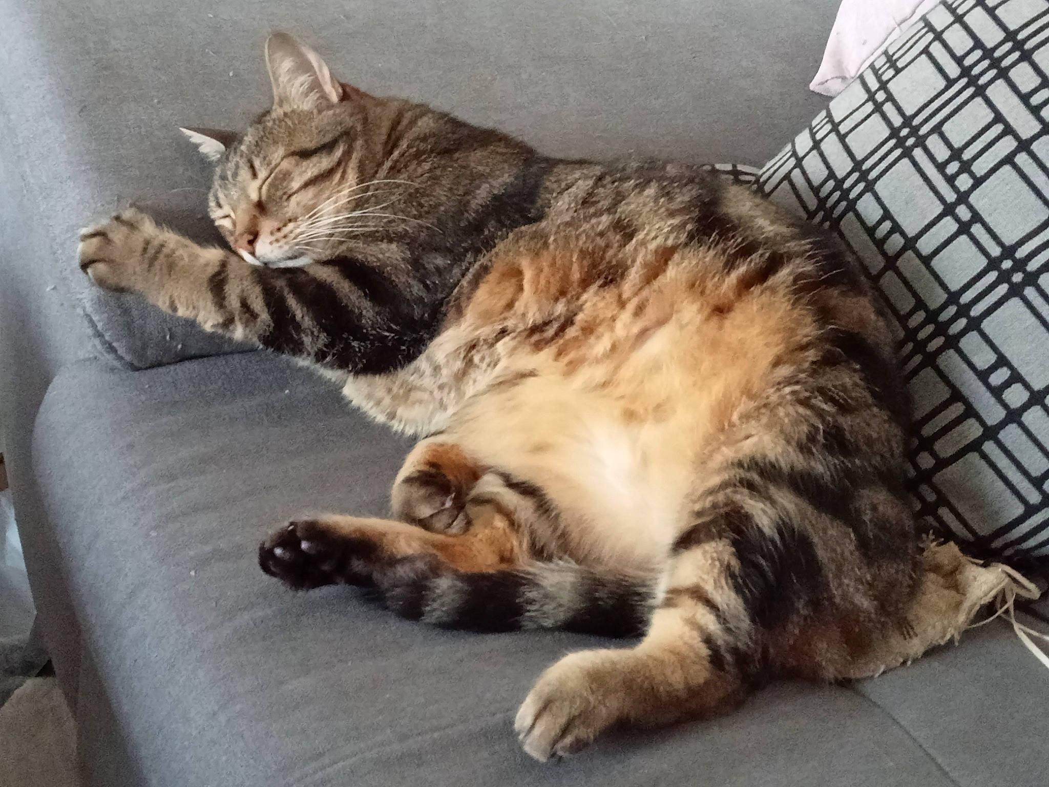 Loulou participe au concours pour gagner de l'argent avec cette photo : carnivore, cat, claw, comfort, domestic_short_haired_cat, felidae, fur, mammal, metal, nap, paw, small_to_medium_sized_cats, snout, tail, terrestrial_animal, whiskers