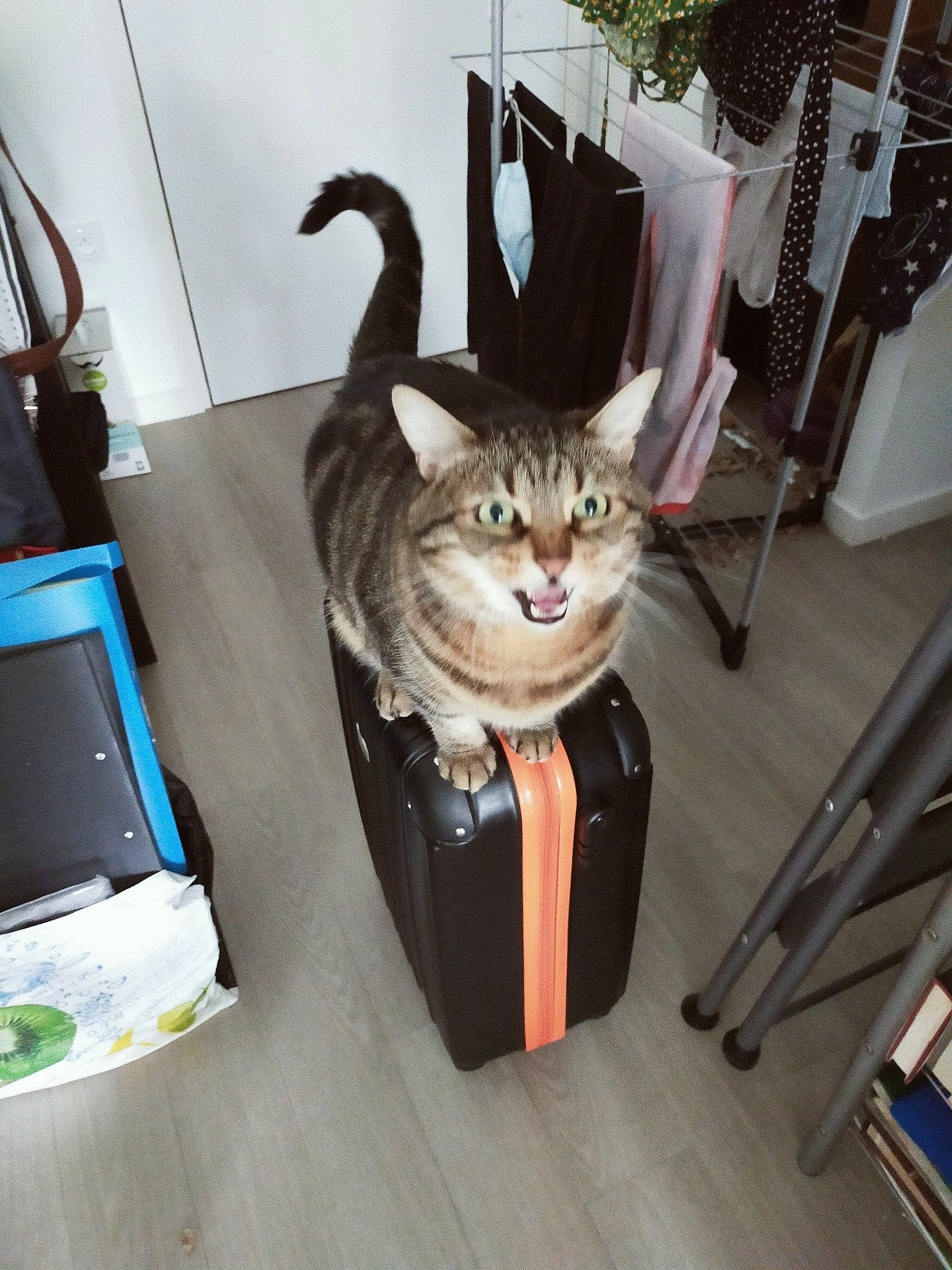 Loulou participe au concours pour gagner de l'argent avec cette photo : bag, box, carnivore, cat, chair, cutlery, fashion_accessory, felidae, fictional_character, flooring, fur, houseplant, kitchen_utensil, luggage_and_bags, office_supplies, room, small_to_medium_sized_cats, tail, whiskers, wood