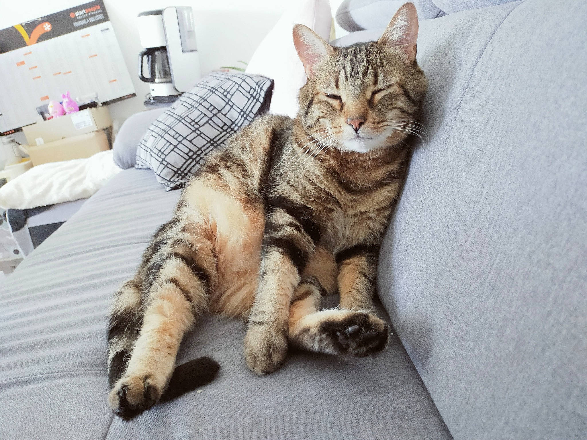 Loulou participe au concours pour gagner de l'argent avec cette photo : carnivore, cat, claw, comfort, domestic_short_haired_cat, felidae, foot, fur, home_appliance, kitchen_appliance, office_equipment, output_device, paw, peripheral, sitting, small_to_medium_sized_cats, snout, tail, terrestrial_animal, whiskers