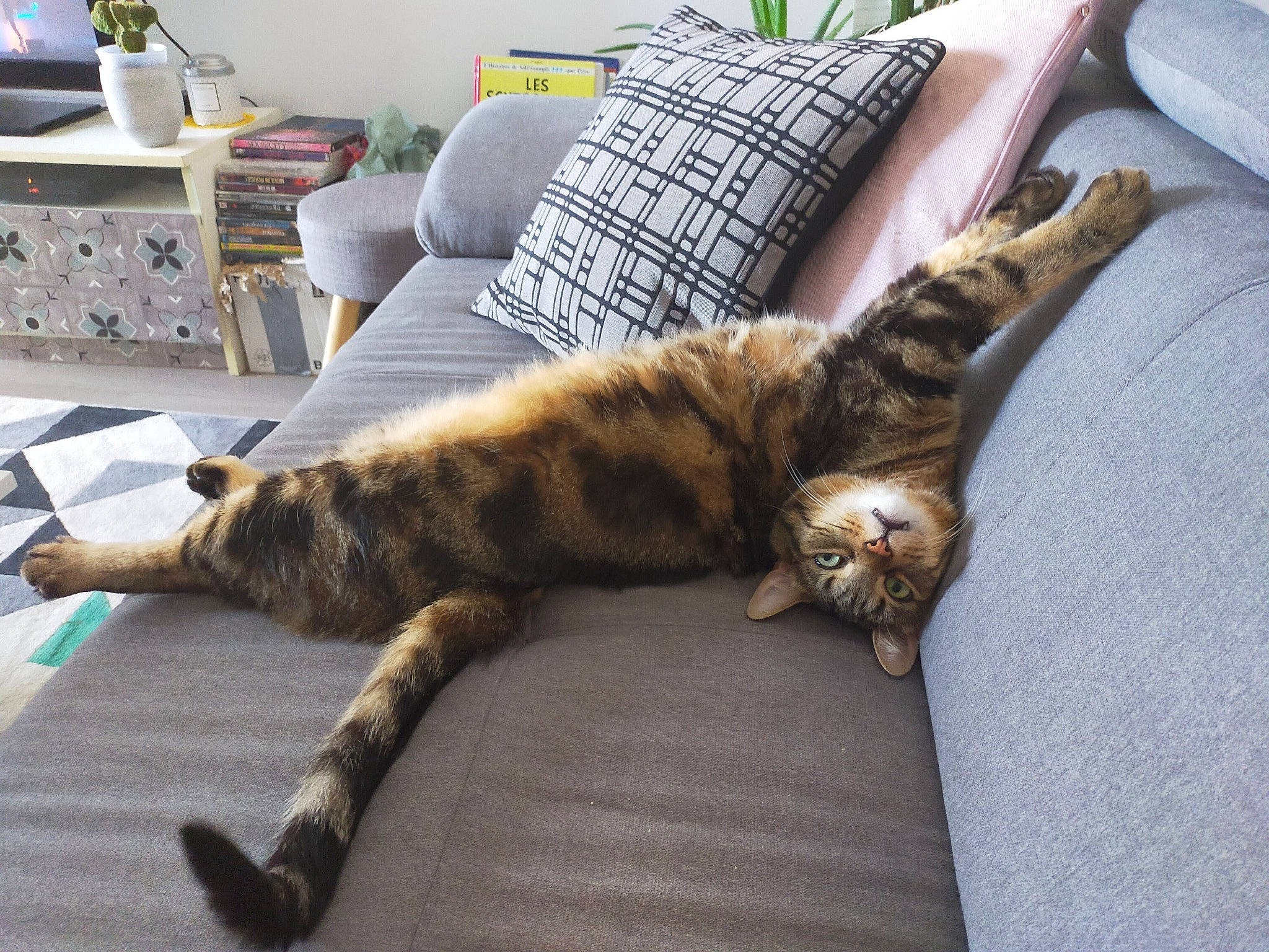 Loulou a rejoint le concours — aidez-le/la à gagner de superbes lots ! bedding, carnivore, cat, claw, comfort, couch, domestic_short_haired_cat, felidae, flooring, fur, hardwood, houseplant, living_room, paw, pillow, room, small_to_medium_sized_cats, tail, whiskers, wood