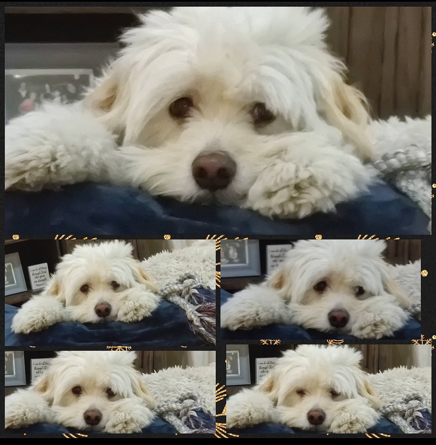 Charlie joined the competition — help win amazing prizes! blue, canidae, carnivore, collage, companion_dog, dog, dog_breed, fur, happy, maltepoo, mammal, puppy, small_terrier, snout, sporting_group, terrier, toy_dog, vertebrate, water_dog, white