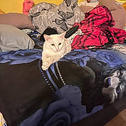 Snow Bonnie is registered to the contest to win money with this photo: cat, white_cat, pet, animal, face, eyes, whiskers, bed, blanket, pillows, bedding, bedroom, indoor, cozy, plush_toys, stuffed_animal, colorful, relaxed, lying_down, portrait