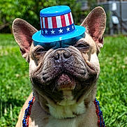 Frankie Frank joined the competition — help win amazing prizes! dog, french_bulldog, hat, patriotic, outdoor, grass, sunny, blue_sky, beads, celebration, festive, portrait, animal, pet, cute, smiling, ears, face, close_up, summer