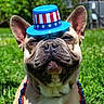 dog, french_bulldog, hat, patriotic, outdoor, grass, sunny, blue_sky, beads, celebration, festive, portrait, animal, pet, cute, smiling, ears, face, close_up, summer
