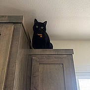 Kitty is registered to the contest to win money with this photo: black_cat, cat, yellow_eyes, collar, indoor, wooden_cabinet, furniture, curious, pet, animal, perched, high_angle, looking_down, shadow, ceiling, wall, window, natural_light, domestic, quiet