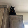 black_cat, cat, yellow_eyes, collar, indoor, wooden_cabinet, furniture, curious, pet, animal, perched, high_angle, looking_down, shadow, ceiling, wall, window, natural_light, domestic, quiet
