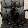 Kitty joined the competition — help win amazing prizes! black_cat, cat, pet, animal, leather_chair, collar, yellow_eyes, indoor, household, feline, sitting, looking_away, fur, whiskers, paw, domestic_animal, chair, furniture, cute, alert