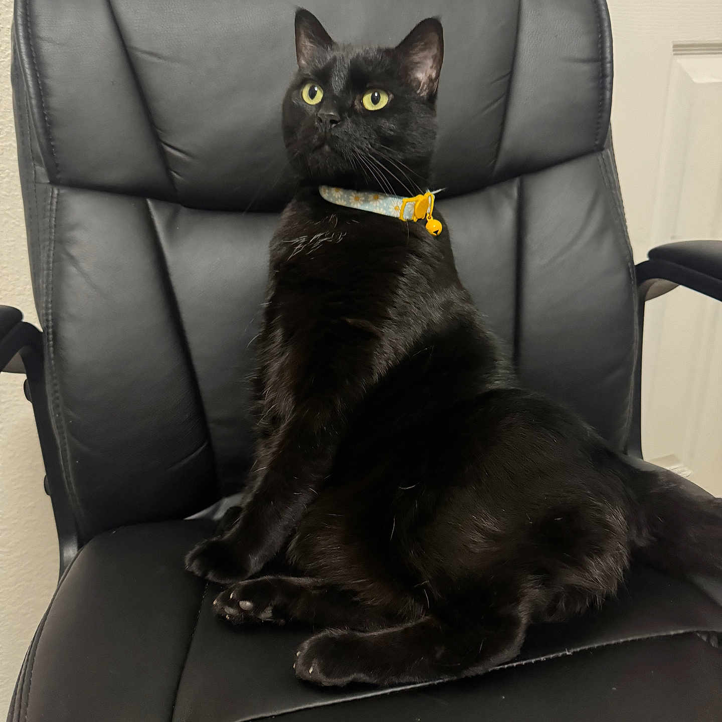 Kitty