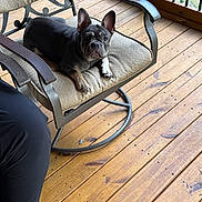 Douglas Aldridge joined the competition — help win amazing prizes! animal, black, brown, chair, companion, cushion, cute, daylight, dog, ears, floor, french_bulldog, furniture, looking, metal_frame, outdoor, pet, puppy, relaxing, wooden_deck