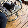 animal, black, brown, chair, companion, cushion, cute, daylight, dog, ears, floor, french_bulldog, furniture, looking, metal_frame, outdoor, pet, puppy, relaxing, wooden_deck
