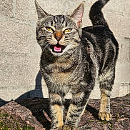 Boulette participe au concours pour gagner de l'argent avec cette photo : animal, cat, claws, closeup, daylight, ears, expression, feline, fur, moss, nature, outdoor, pet, rock, shadow, sunlight, tabby, tail, walking, whiskers