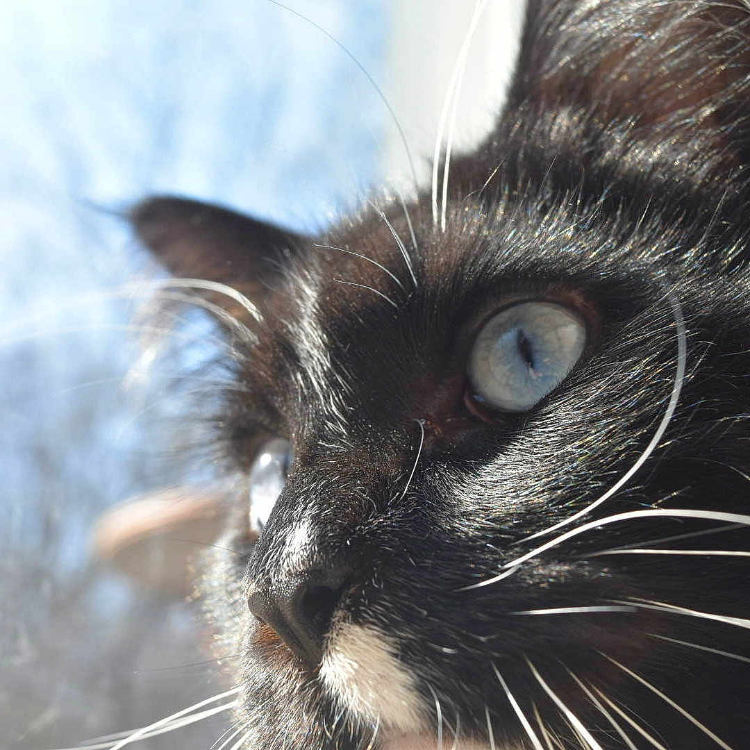 Kyanite Gojo is registered to the contest to win money with this photo: abyssinian, angora, animal, blackcat, brasssection, cat, face, head, horn, kitten, manx, musicalinstrument, person, pet, siamese, snout