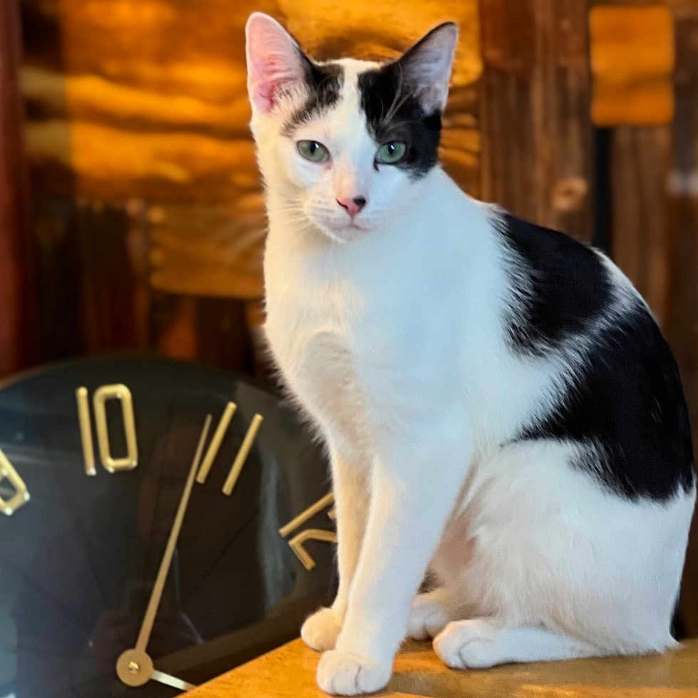 Guy is registered to the contest to win money with this photo: cat, black_and_white, sitting, wooden_surface, clock, vintage_clock, time, indoor, pet, animal, feline, portrait, warm_lighting, background_blur, close_up, whiskers, ears, green_eyes, fur, domestic_cat