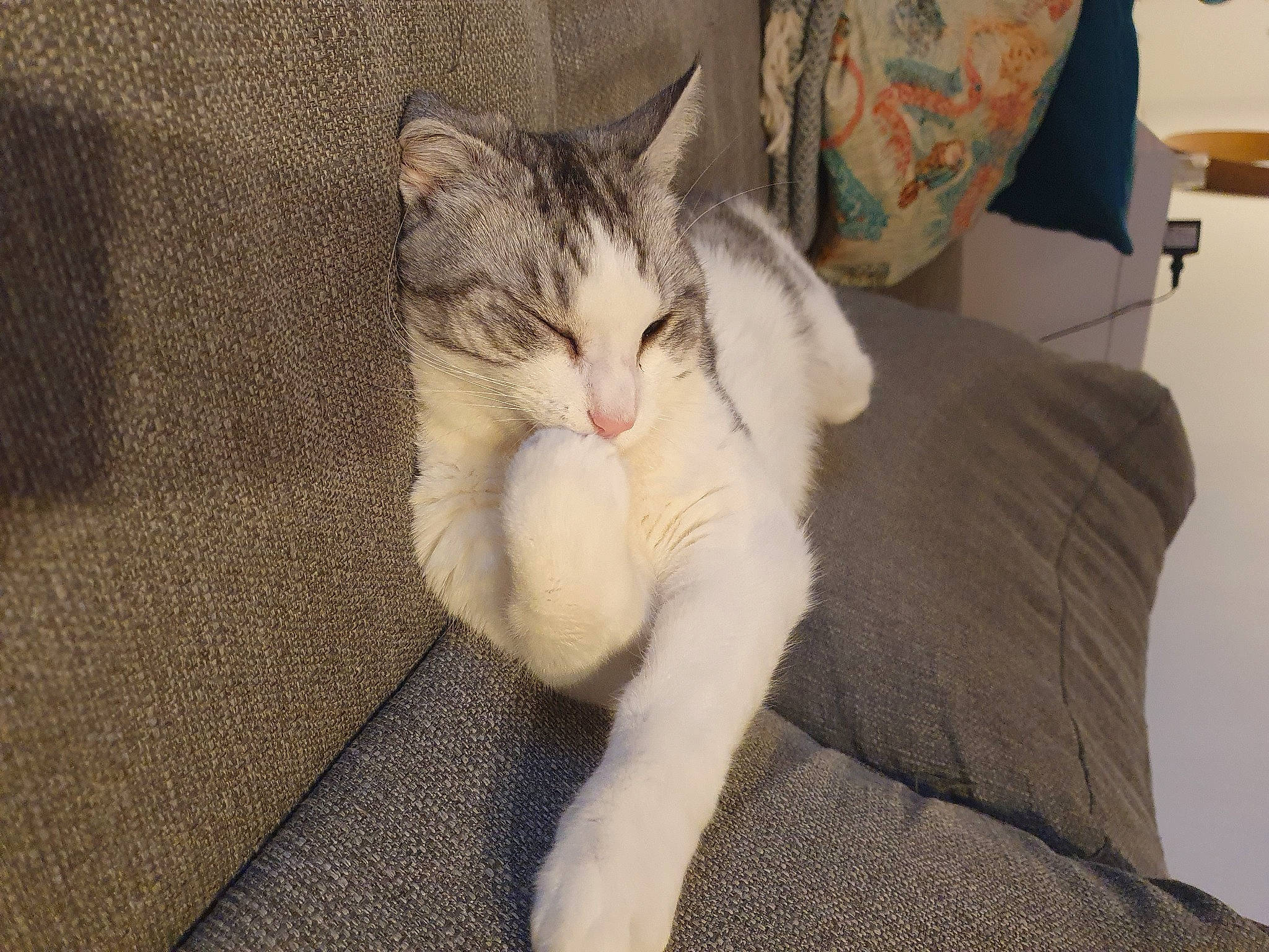 Zelda a rejoint le concours — aidez-le/la à gagner de superbes lots ! carnivore, cat, claw, comfort, domestic_short_haired_cat, felidae, foot, fur, jaw, nap, paw, sitting, sleep, small_to_medium_sized_cats, snout, tail, whiskers