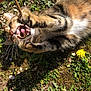 Loulou a rejoint le concours — aidez-le/la à gagner de superbes lots ! cat, tabby, playful, grass, dandelion, stick, outdoor, sunlight, animal, pet, nature, greenery, paw, mouth_open, whiskers, ground, leaf, plant, human_hand, feline
