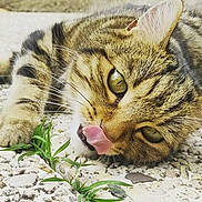 Loulou participe au concours pour gagner de l'argent avec cette photo : cat, tabby_cat, close_up, licking, tongue, green_eyes, pebble_stones, plants, outdoor, flower_pots, relaxed, animal, pet, feline, whiskers, ears, laying_down, nature, sunlight, texture
