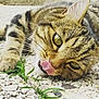 cat, tabby_cat, close_up, licking, tongue, green_eyes, pebble_stones, plants, outdoor, flower_pots, relaxed, animal, pet, feline, whiskers, ears, laying_down, nature, sunlight, texture