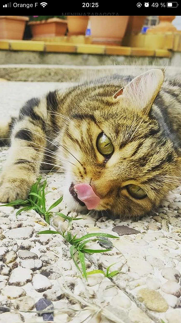 Loulou a rejoint le concours — aidez-le/la à gagner de superbes lots ! cat, tabby_cat, close_up, licking, tongue, green_eyes, pebble_stones, plants, outdoor, flower_pots, relaxed, animal, pet, feline, whiskers, ears, laying_down, nature, sunlight, texture