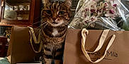 Loulou a rejoint le concours — aidez-le/la à gagner de superbes lots ! cat, tabby, brown_paper_bag, flowers, orchids, table, china_cabinet, curious, indoor, domestic, feline, pet, gift_wrapping, houseplant, wooden_furniture, decor, closeup, animal, whiskers, curtain