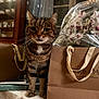 cat, tabby, brown_paper_bag, flowers, orchids, table, china_cabinet, curious, indoor, domestic, feline, pet, gift_wrapping, houseplant, wooden_furniture, decor, closeup, animal, whiskers, curtain
