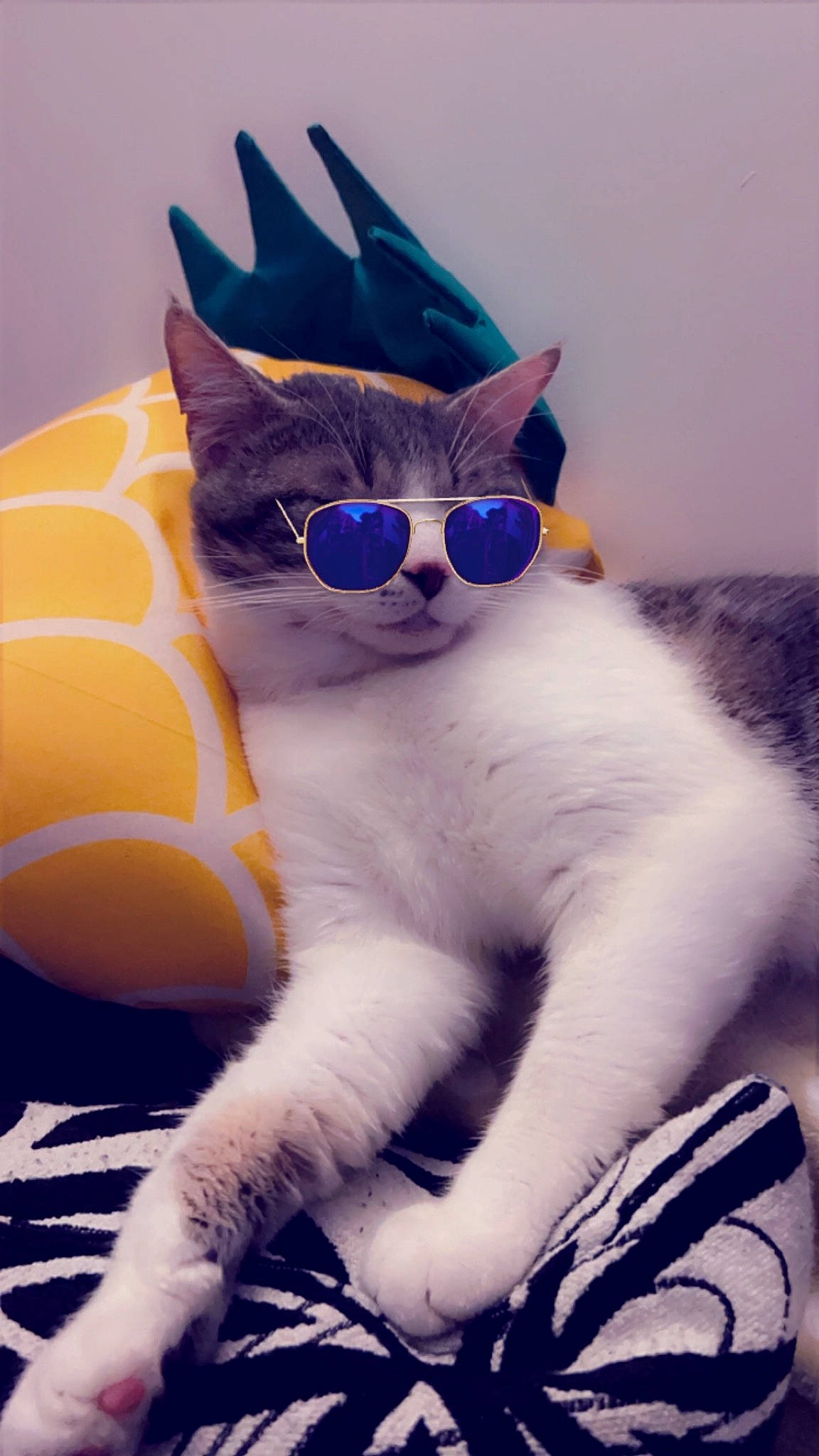 Ted a rejoint le concours — aidez-le/la à gagner de superbes lots ! carnivore, cat, cat_supply, claw, collar, comfort, couch, domestic_short_haired_cat, electric_blue, eyewear, fawn, felidae, fur, paw, small_to_medium_sized_cats, snout, tail, whiskers