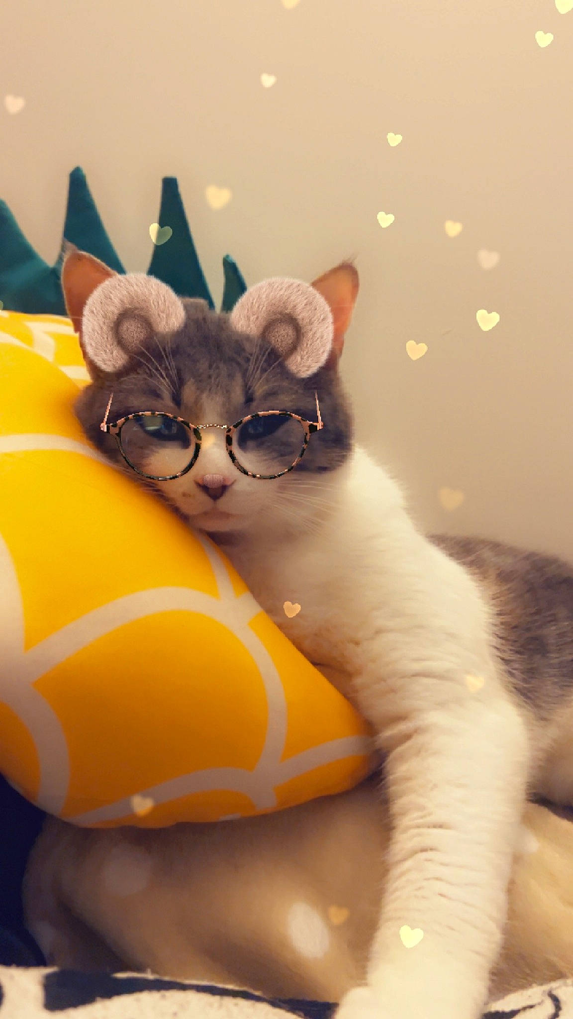 Ted a rejoint le concours — aidez-le/la à gagner de superbes lots ! carnivore, cat, claw, comfort, domestic_short_haired_cat, eyewear, fawn, felidae, foot, fur, gesture, glasses, paw, small_to_medium_sized_cats, snout, stuffed_toy, tail, toy, whiskers