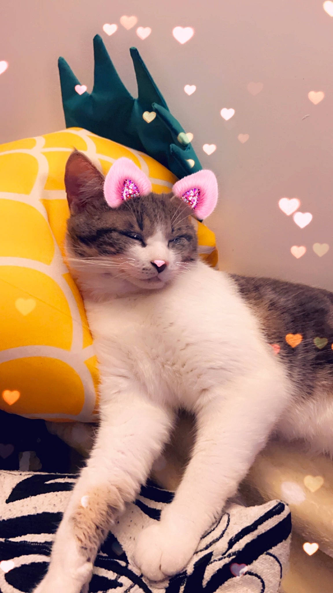 Ted a rejoint le concours — aidez-le/la à gagner de superbes lots ! carnivore, cat, claw, comfort, domestic_short_haired_cat, fawn, felidae, fur, lap, mammal, party_hat, paw, photo_caption, plant, sitting, small_to_medium_sized_cats, tail, vertebrate, whiskers