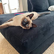 Scout is registered to the contest to win money with this photo: siamese_cat, cat, blue_eyes, couch, furniture, indoor, carpet, door, curious, pet, animal, relaxed, stretching, home, cozy, whiskers, ears, tail, soft_light, domestic