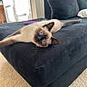 siamese_cat, cat, blue_eyes, couch, furniture, indoor, carpet, door, curious, pet, animal, relaxed, stretching, home, cozy, whiskers, ears, tail, soft_light, domestic