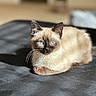 Scout is registered to the contest to win money with this photo: cat, siamese_cat, kitten, blue_eyes, fur, indoor, pet, animal, whiskers, face, ears, lying_down, resting, soft_light, close_up, cute, feline, domestic_animal, young, cozy