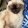 Scout joined the competition — help win amazing prizes! cat, kitten, sleeping, tongue_out, fluffy, siamese, pet, animal, cozy, blanket, blue, soft, cute, fur, resting, closeup, indoors, relaxed, young, whiskers
