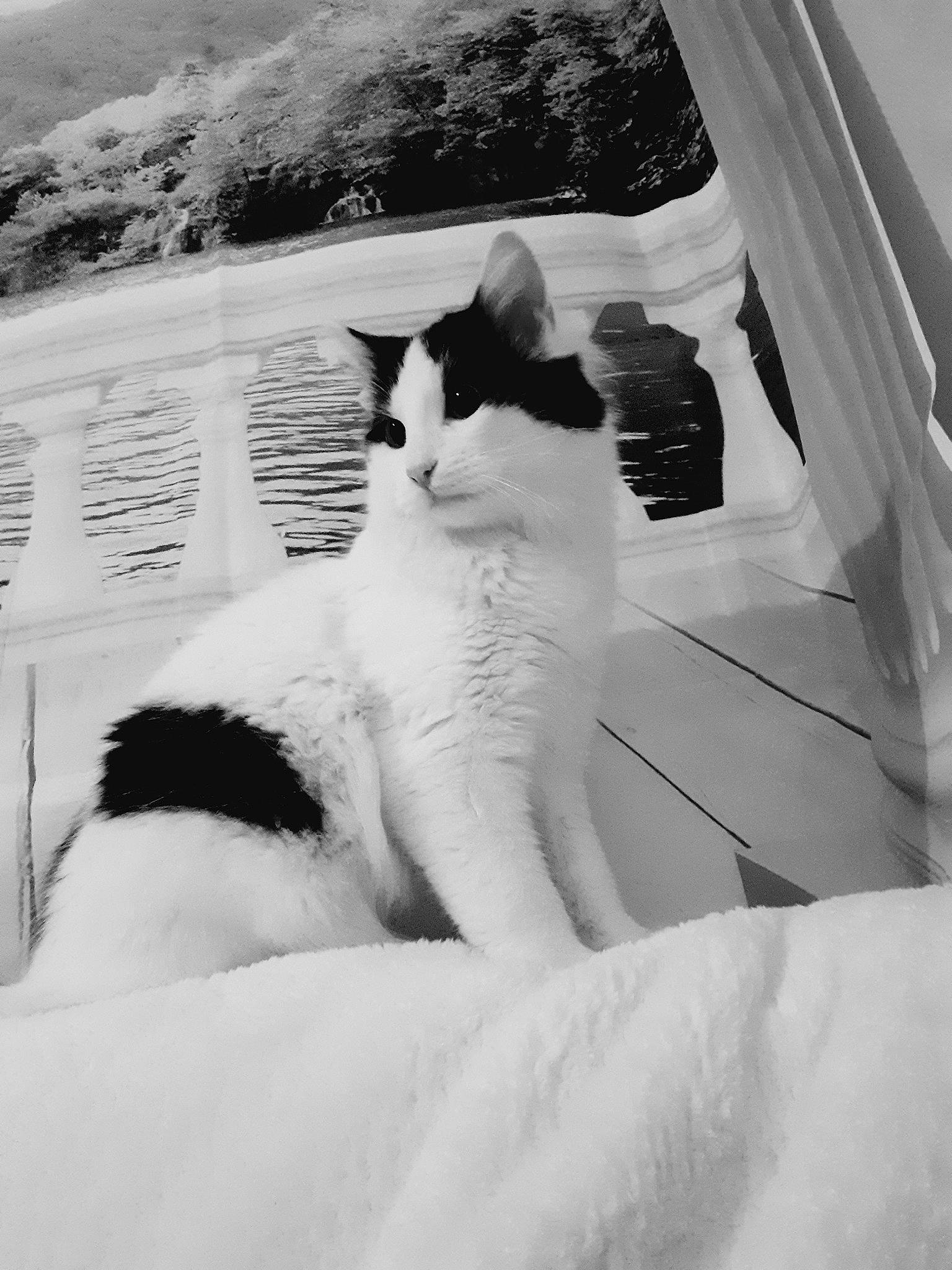 Crapule participe au concours pour gagner de l'argent avec cette photo : aegean_cat, black, black_and_white, carnivore, cat, felidae, fur, monochrome, monochrome_photography, photography, sand, small_to_medium_sized_cats, snapshot, style, tail, whiskers, white